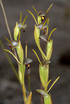 Orthoceras strictum- Photo:(c) 2021 Fauna Graphic Images.