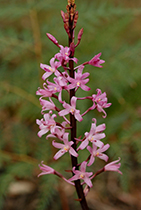 Dipodium roseum - Photo:(c) 2021 Fauna Graphic Images.