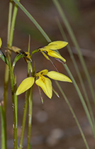 Diuris chryseopsis - Photo:(c) 2021 Fauna Graphic Images.
