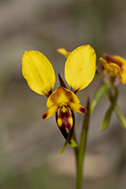 Diuris orientis - Photo:(c) 2021 Fauna Graphic Images.