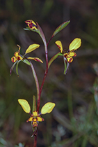 Diuris pardina - Photo:(c) 2021 Fauna Graphic Images.