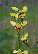 Diuris sulphurea - Photo:(c) 2021 Fauna Graphic Images.