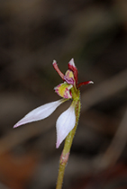 Eriochilus cucullata - Photo:(c) 2021 Fauna Graphic Images.