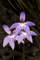 Glossodia major - Photo:(c) 2021 Fauna Graphic Images.
