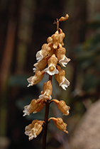 Gastrodia procera - Photo:(c) 2021 Fauna Graphic Images.