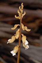Gastrodia sesamoides - Photo:(c) 2021 Fauna Graphic Images.
