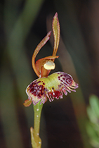 Leporella fimbriata - Photo:(c) 2021 Fauna Graphic Images.