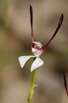 Leptocerus menziesii - Photo:(c) 2021 Fauna Graphic Images.