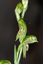 Pterosylis melagramma - Photo:(c) 2021 Fauna Graphic Images.