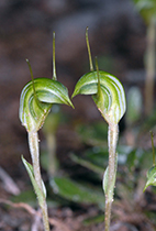 Pterosylis concinna - Photo:(c) 2021 Fauna Graphic Images.
