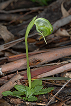 Pterosylis nutans - Photo:(c) 2021 Fauna Graphic Images.
