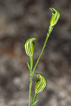 Pterosylis parviflora - Photo:(c) 2021 Fauna Graphic Images.
