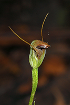 Pterosylis pedunculata - Photo:(c) 2021 Fauna Graphic Images.
