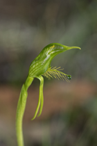 Pterosylis unicornis - Photo:(c) 2021 Fauna Graphic Images.