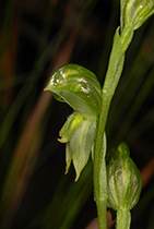 Pterosylis chlorogramma - Photo:(c) 2021 Fauna Graphic Images.