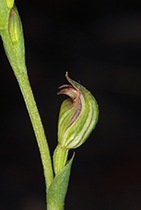 Pterosylis sp aff parviflora - Photo:(c) 2021 Fauna Graphic Images.