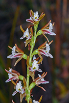 Prasophyllum australe - Photo:(c) 2021 Fauna Graphic Images.