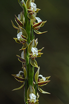 Prasophyllum sp aff odoratum - Photo:(c) 2021 Fauna Graphic Images.
