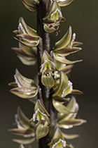 Prasophyllum elatum - Photo:(c) 2021 Fauna Graphic Images.