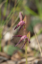 Pyrorchis nigricans - Photo:(c) 2021 Fauna Graphic Images.