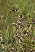 Lyperanthus sauveolens - Photo:(c) 2021 Fauna Graphic Images.