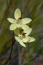 Thelymitra antennifera - Photo:(c) 2021 Fauna Graphic Images.