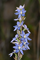 Thelymitra aristata - Photo:(c) 2021 Fauna Graphic Images.