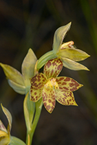 Thelymitra benthamiana - Photo:(c) 2021 Fauna Graphic Images.