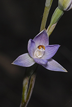 Thelymitra brevifolia - Photo:(c) 2021 Fauna Graphic Images.