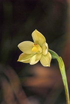 Thelymitra flexuosa - Photo:(c) 2021 Fauna Graphic Images.