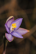 Thelymitra matthewsii - Photo:(c) 2021 Fauna Graphic Images.