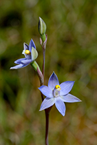 Thelymitra pauciflora - Photo:(c) 2021 Fauna Graphic Images.