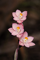 Thelymitra rubra - Photo:(c) 2021 Fauna Graphic Images.