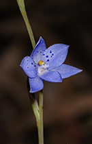 Thelymitra juncifolia - Photo:(c) 2021 Fauna Graphic Images.