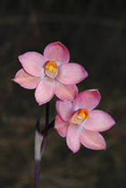 Thelymitra carnea - Photo:(c) 2021 Fauna Graphic Images.