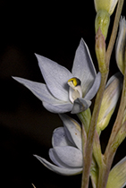 Thelymitra pallidiflora - Photo:(c) 2021 Fauna Graphic Images.