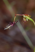 Thynninorchis huntianus - Photo:(c) 2021 Fauna Graphic Images.